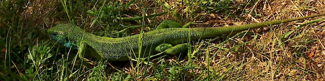 Green Lizard strip