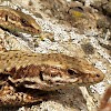 Wall lizards